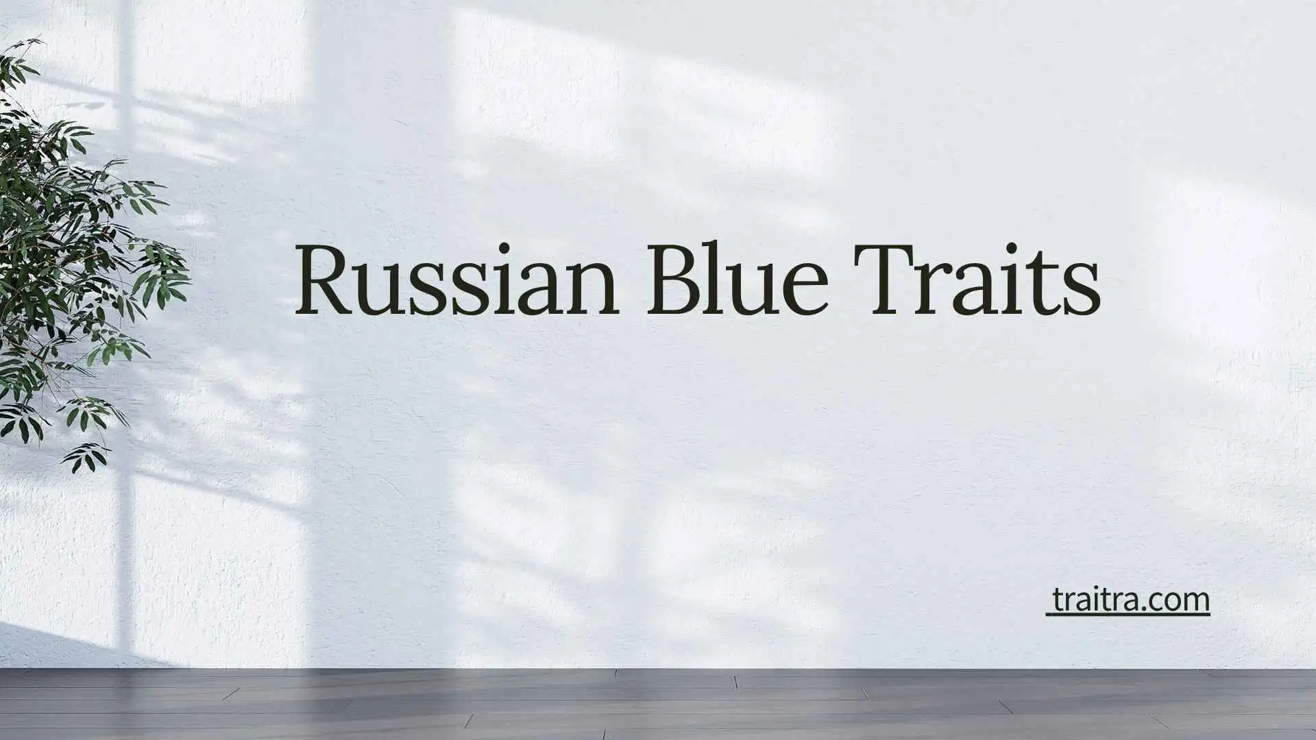Russian Blue Traits: Personality, Appearance, Behavior, Care, and What to Expect
